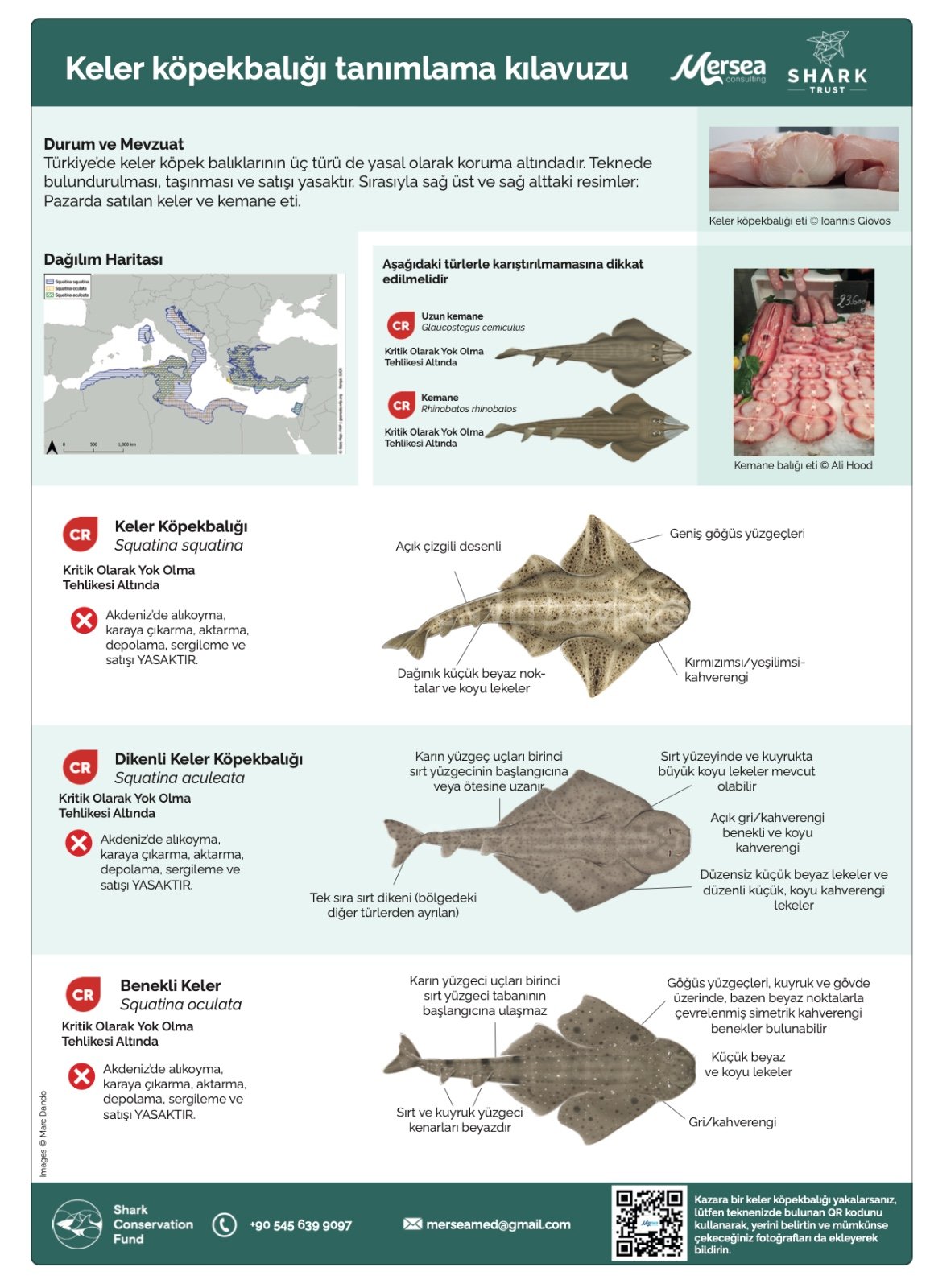 Keler: Angel Shark Identification in Turkiye