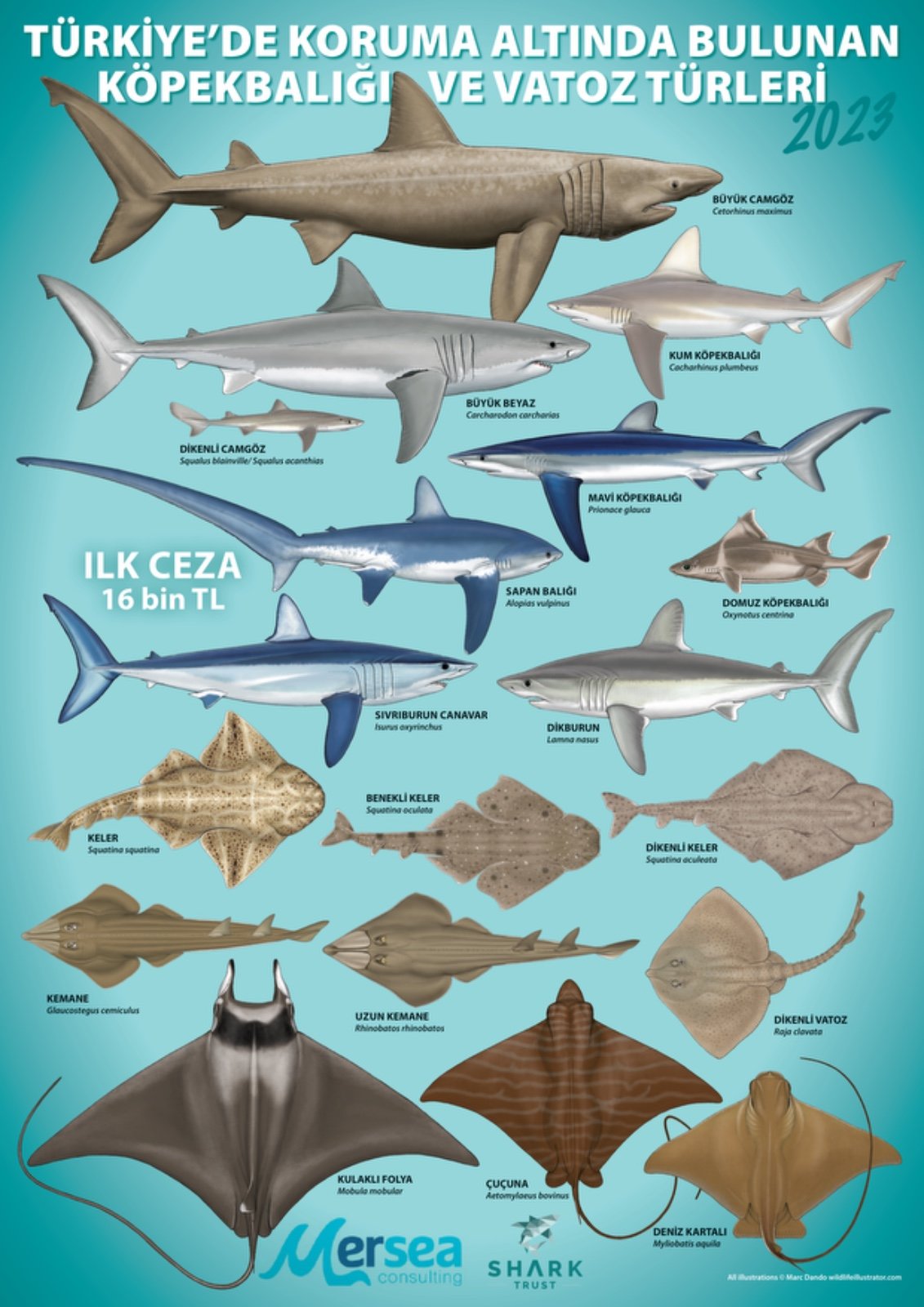 The Sharks: Protected Elasmobranchs in Turkiye (Updated 2023)
