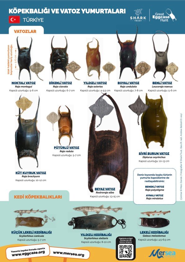 Eggcase Elasmobranch ID in Turkiye