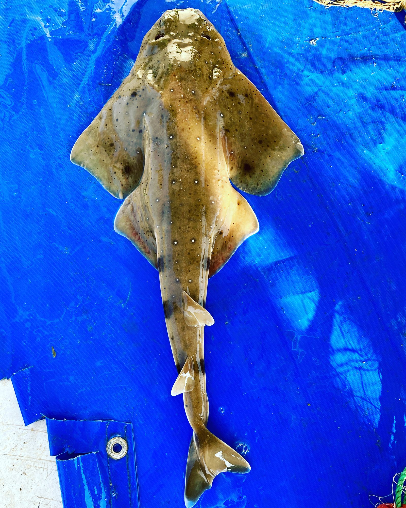 Mersea Media Archive 13