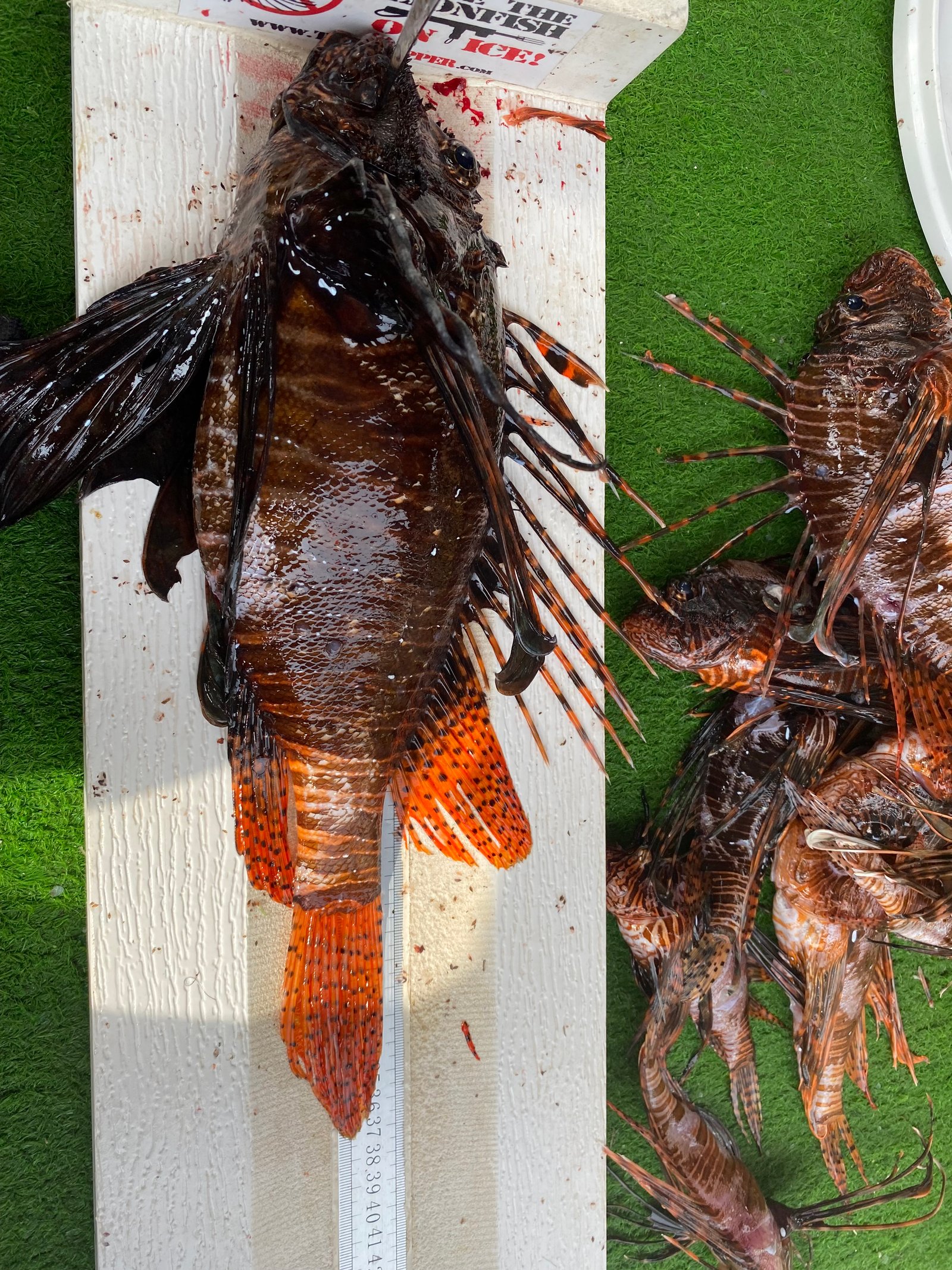 Mersea Media Archive 19