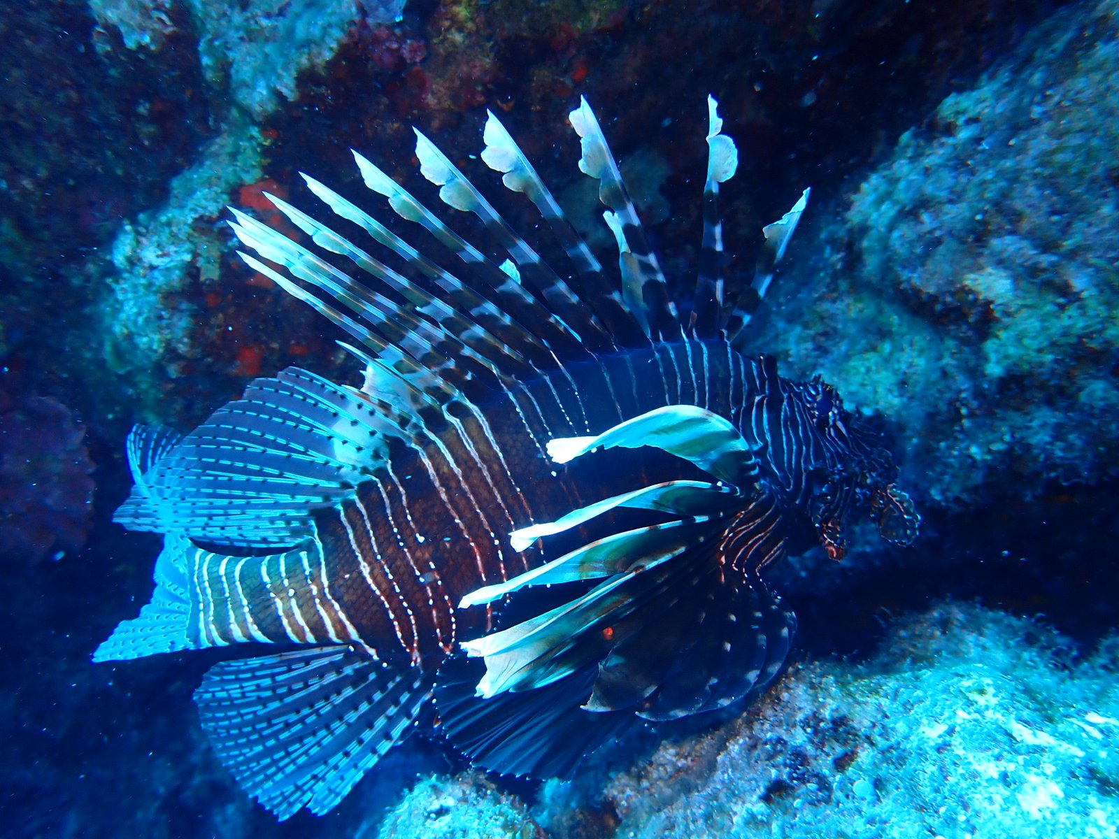 Mersea Media Archive 34