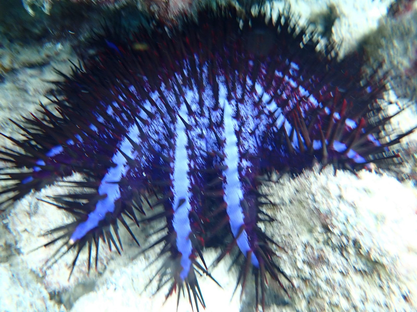 Mersea Media Archive 39