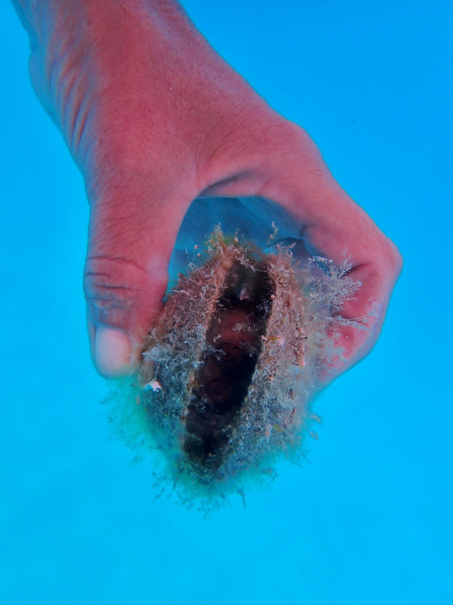 Mersea Media Archive 44