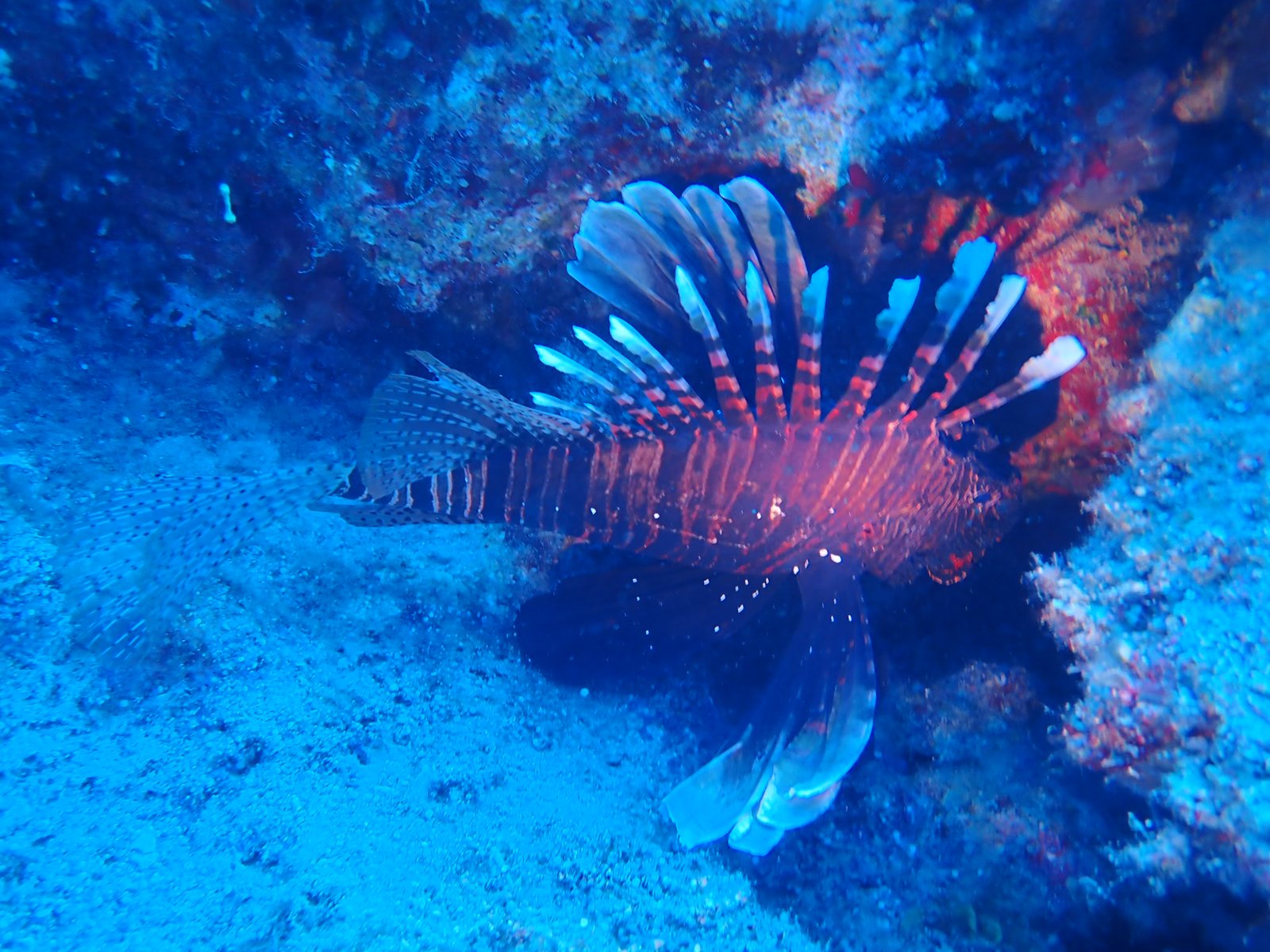 Mersea Media Archive 45