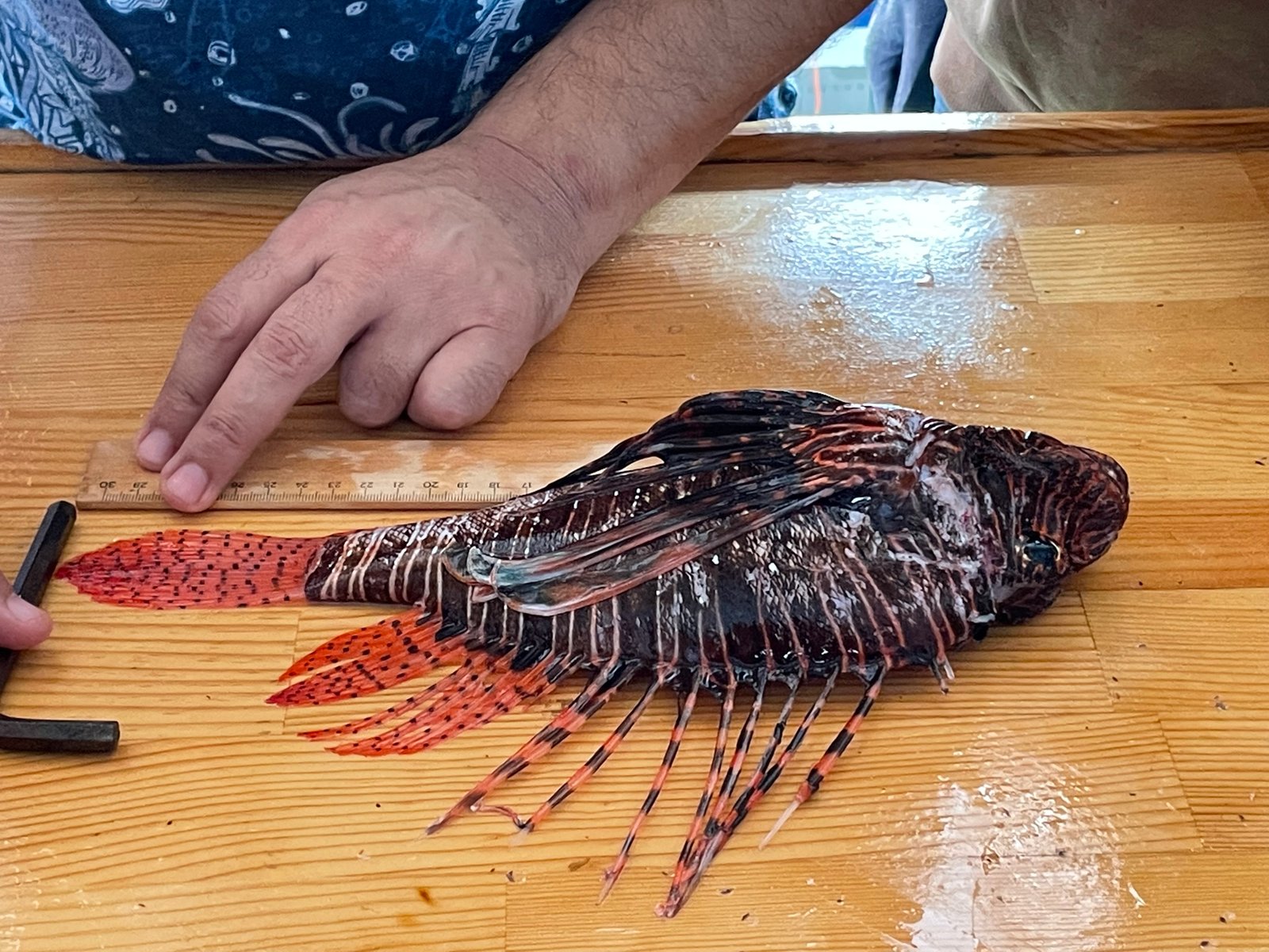 Mersea Media Archive 55