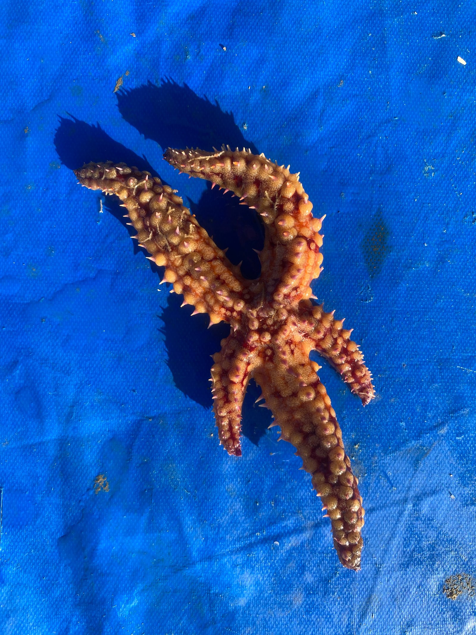 Mersea Media Archive 71