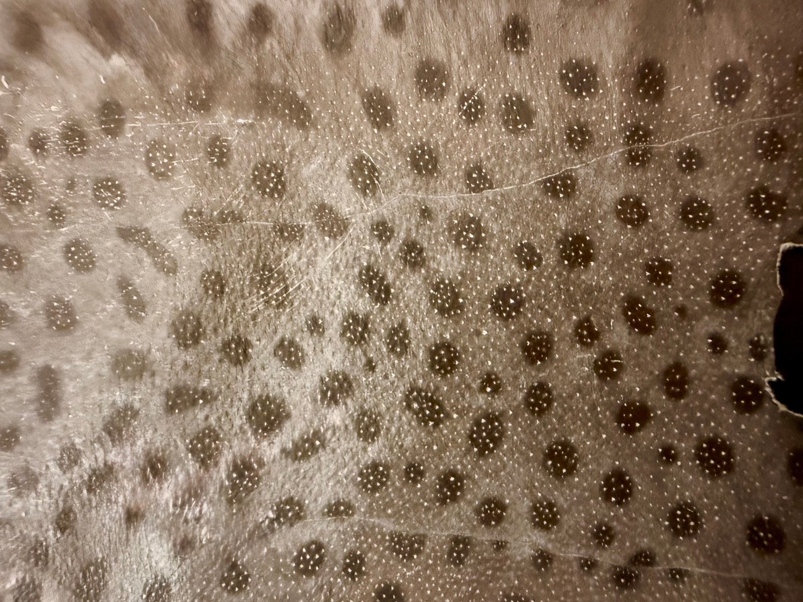 Mersea Media Archive 77