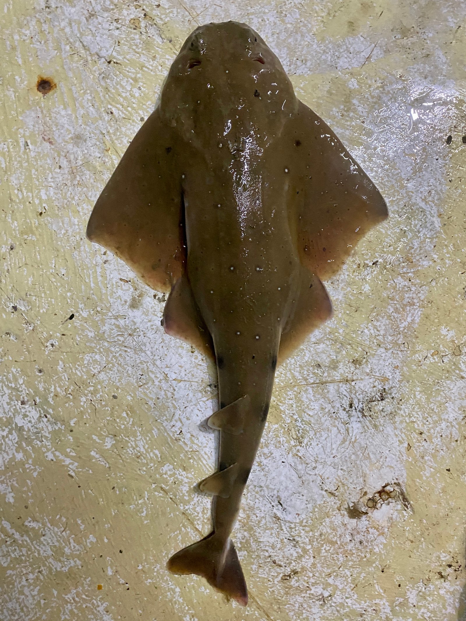 Mersea Media Archive 79