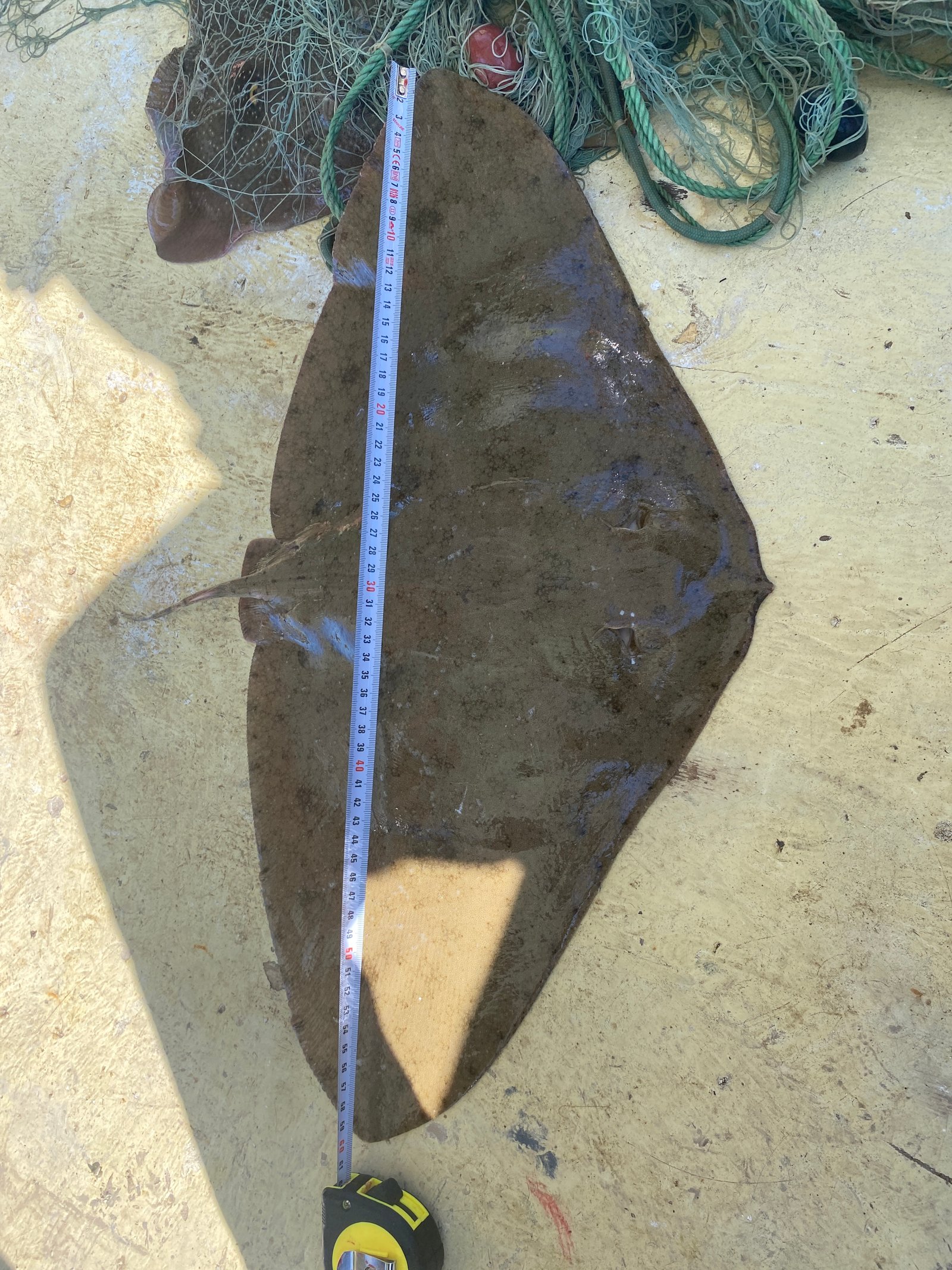 Mersea Media Archive 81