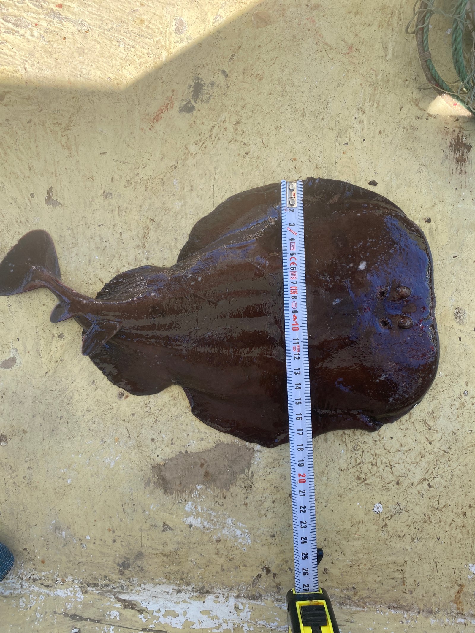 Mersea Media Archive 82