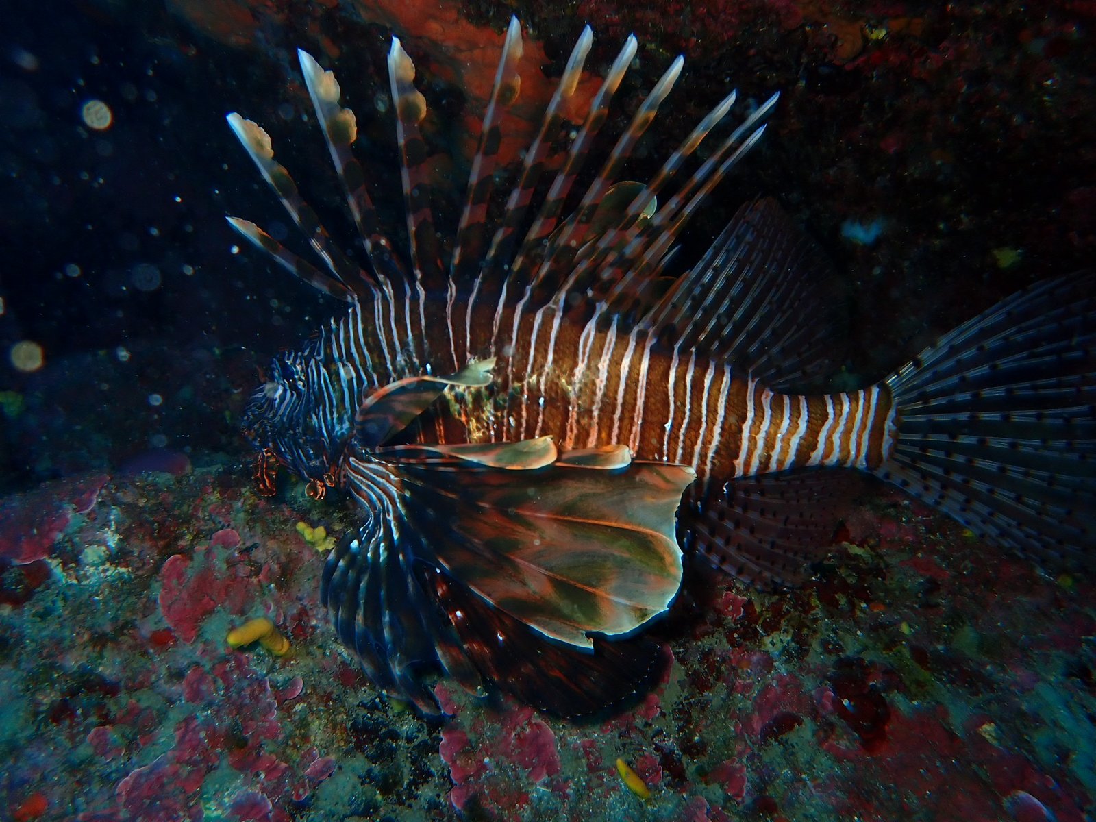 Mersea Media Archive 83