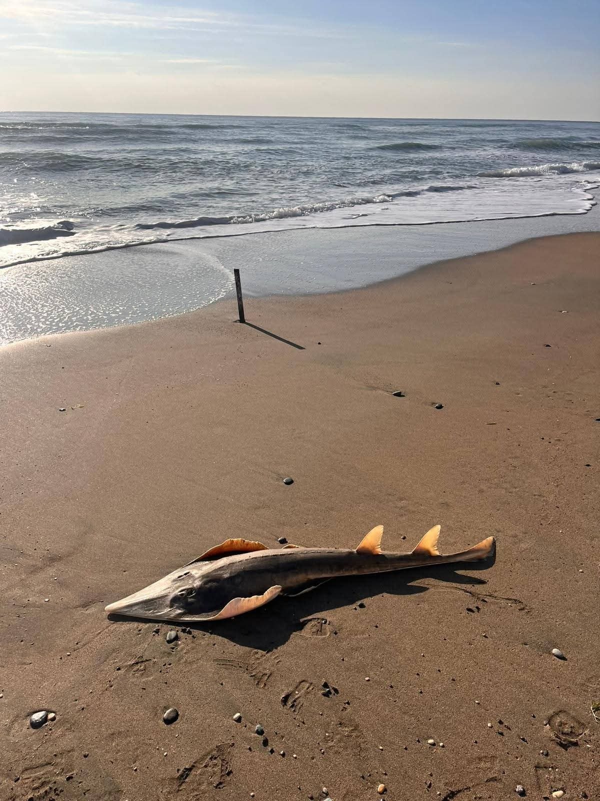 Shark swimming gracefully, illustrating The MECO Project for citizen science observation of sharks and rays in the Mediterranean by Mersea Marine Consulting.
